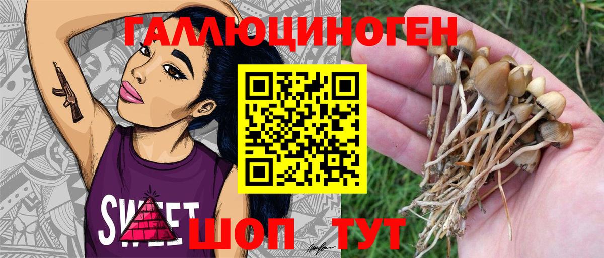 Галлюциногенные грибы Magic Shrooms  Вход с VPN  Донской  Псилоцибиновые грибы Psilocybe 